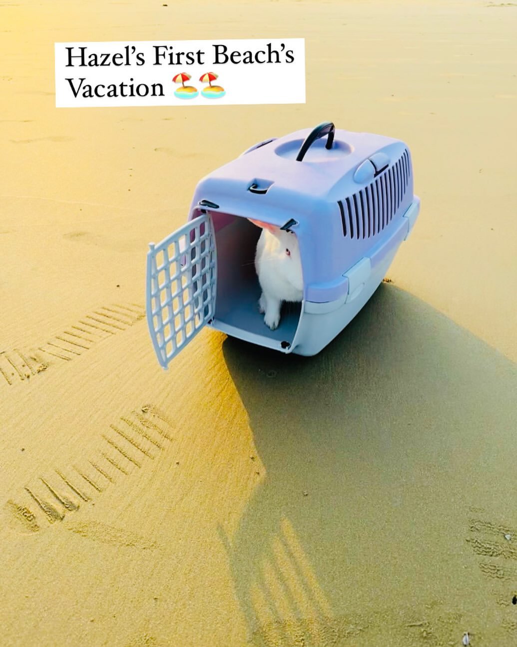 Hazel enjoying a beach vacation